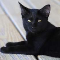 Thumbnail photo of Muffin - CSC #2