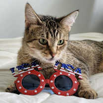 Thumbnail photo of Tori #3