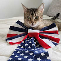 Thumbnail photo of Tori #4