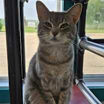 adopt-pet