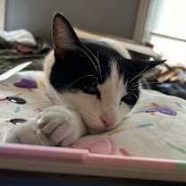 Thumbnail photo of Malachi #3