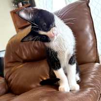 Thumbnail photo of Violet #3