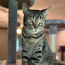 Thumbnail photo of Ace #2