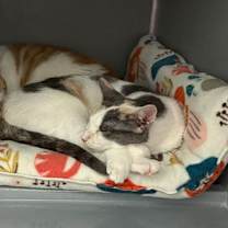 Thumbnail photo of Macaroni #4