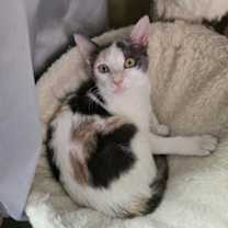 Thumbnail photo of Cupcake #3