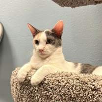 Thumbnail photo of Cupcake #4