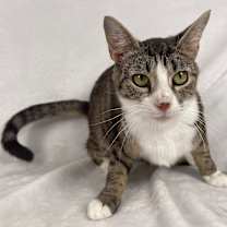 Thumbnail photo of Lyra #2