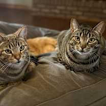 Thumbnail photo of Nolan #4