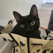 Thumbnail photo of Lava #1