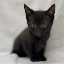 Thumbnail photo of Sailor #1