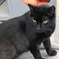 Thumbnail photo of Fatboy (Bonded to Rudy)(In Fos #3