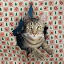 Thumbnail photo of 'Groot' #1