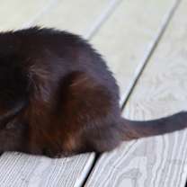 Thumbnail photo of Josephine #3