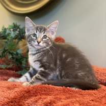 Thumbnail photo of Gray #2