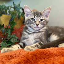 Thumbnail photo of Gray #4