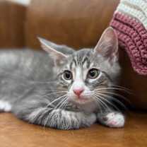 Thumbnail photo of Rootin' Roo #3