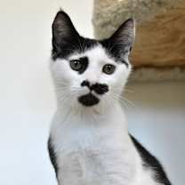 Thumbnail photo of Uno #1