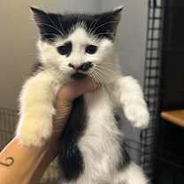 Thumbnail photo of Uno #2