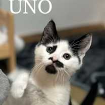 Thumbnail photo of Uno #3