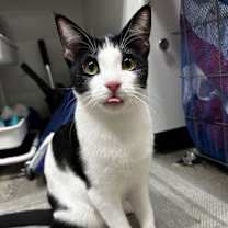 Thumbnail photo of Cocoa #1