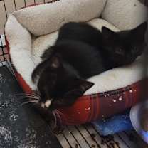 Thumbnail photo of Bunny (Bonded to Olive) #2