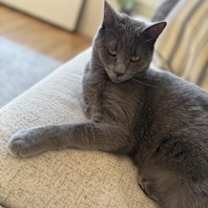 Thumbnail photo of Leo #1