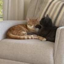 Thumbnail photo of Leo #4