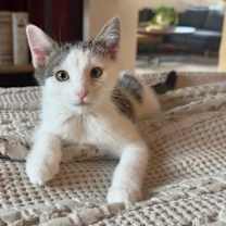 Thumbnail photo of Ava #1