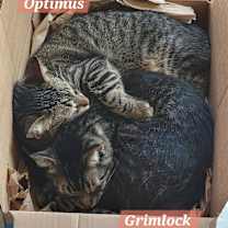 Thumbnail photo of Optimus Prime #4