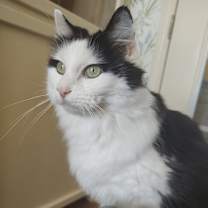 Thumbnail photo of Oreo #1