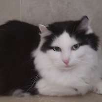 Thumbnail photo of Oreo #3