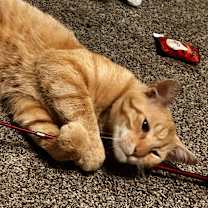 Thumbnail photo of Doodle Bob #4