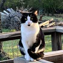 Thumbnail photo of Ming #1