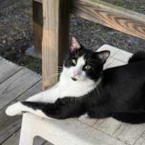 Thumbnail photo of Ming #2