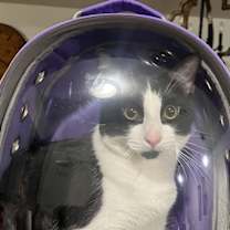 Thumbnail photo of Ming #3