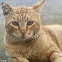 Thumbnail photo of Cinnamon Toast CRUNCH #1