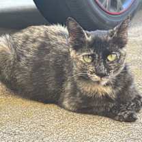 Thumbnail photo of Cinnamon Toast CRUNCH #2