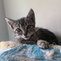 Thumbnail photo of Delfonic #1