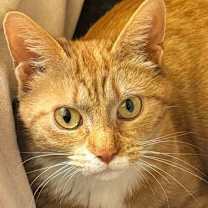 adopt-pet