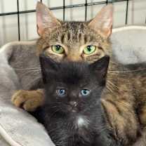 adopt-pet