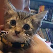adopt-pet