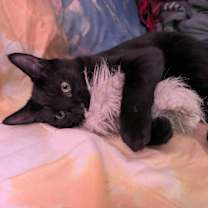 Thumbnail photo of LeStat #1