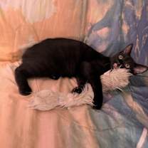 Thumbnail photo of LeStat #2