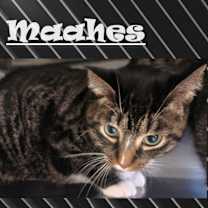 Thumbnail photo of Maahes #2