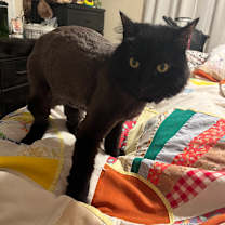 Thumbnail photo of Ozzy #3