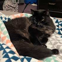 Thumbnail photo of Ozzy #2