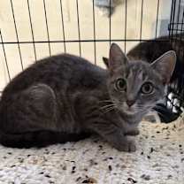 Thumbnail photo of Meridith #2