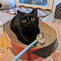 Thumbnail photo of Comet #2