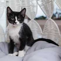 Thumbnail photo of Jazz #2