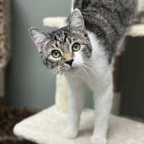 Thumbnail photo of Pickle Branch #2